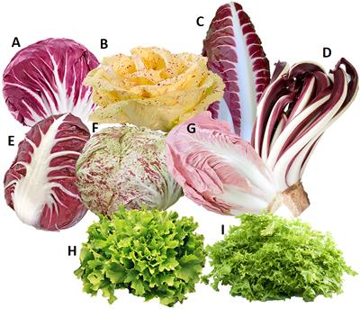 MIK2 is a candidate gene of the S-locus for sporophytic self-incompatibility in chicory (Cichorium intybus, Asteraceae)